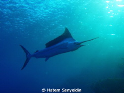 Sail Fish by Hatem Sanyeldin 